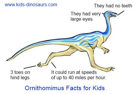 Ornithomimus facts for kids