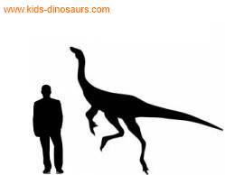 ornithomimus size