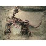 Pictures of Dinosaur Fossils - Camarasaurus Lentus