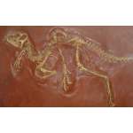 Pictures of Dinosaur Fossils - heterodontosaurus