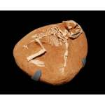 Picture of Protoceratops baby fossil