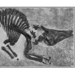 Pictures of Saurolophus Fossil