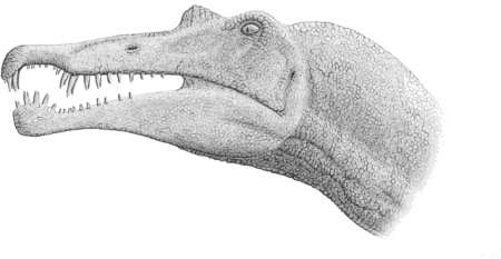 Spinosaurus head